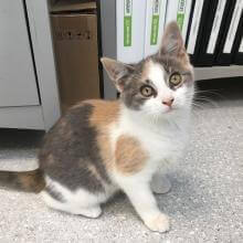 Cat Vet Services in Aurora