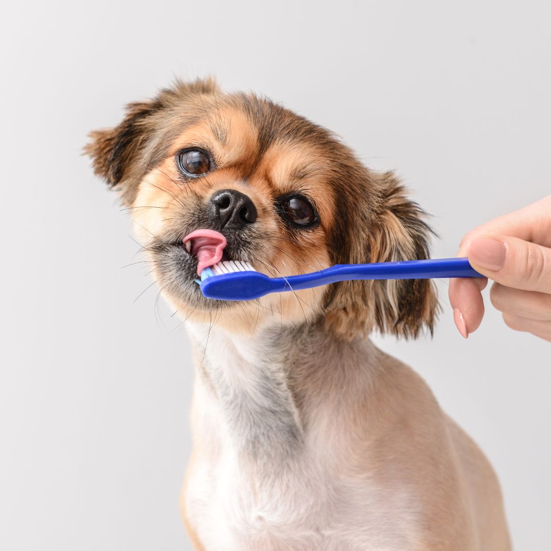 Brushing a dog's teeth with a pet toothbrush