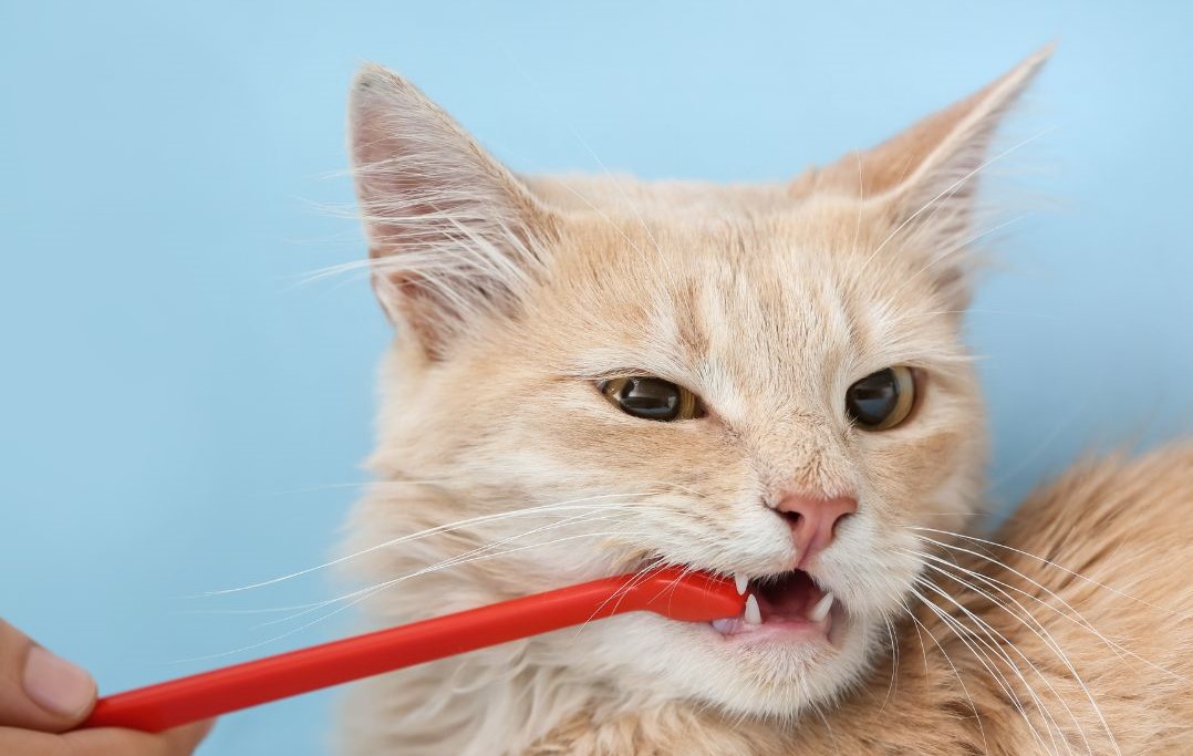 Brushing a cat's cat teeth for pet dental care at home