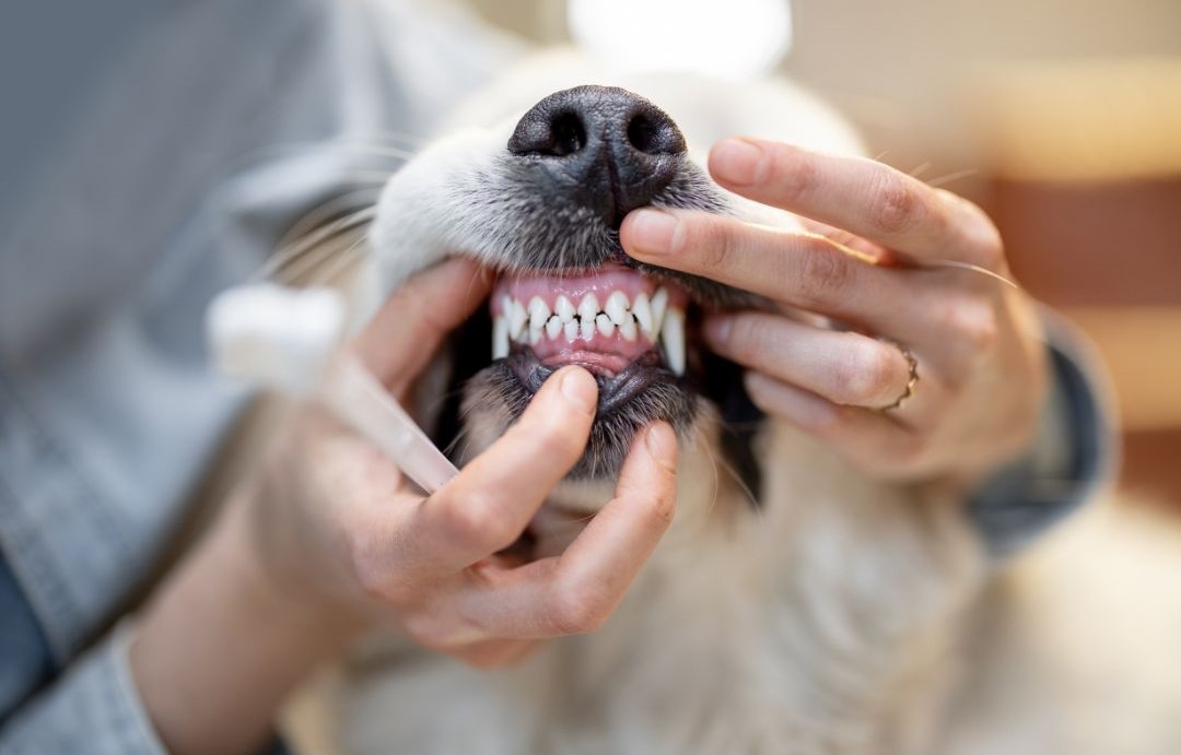 A dog smiling before brushing your pet's teeth