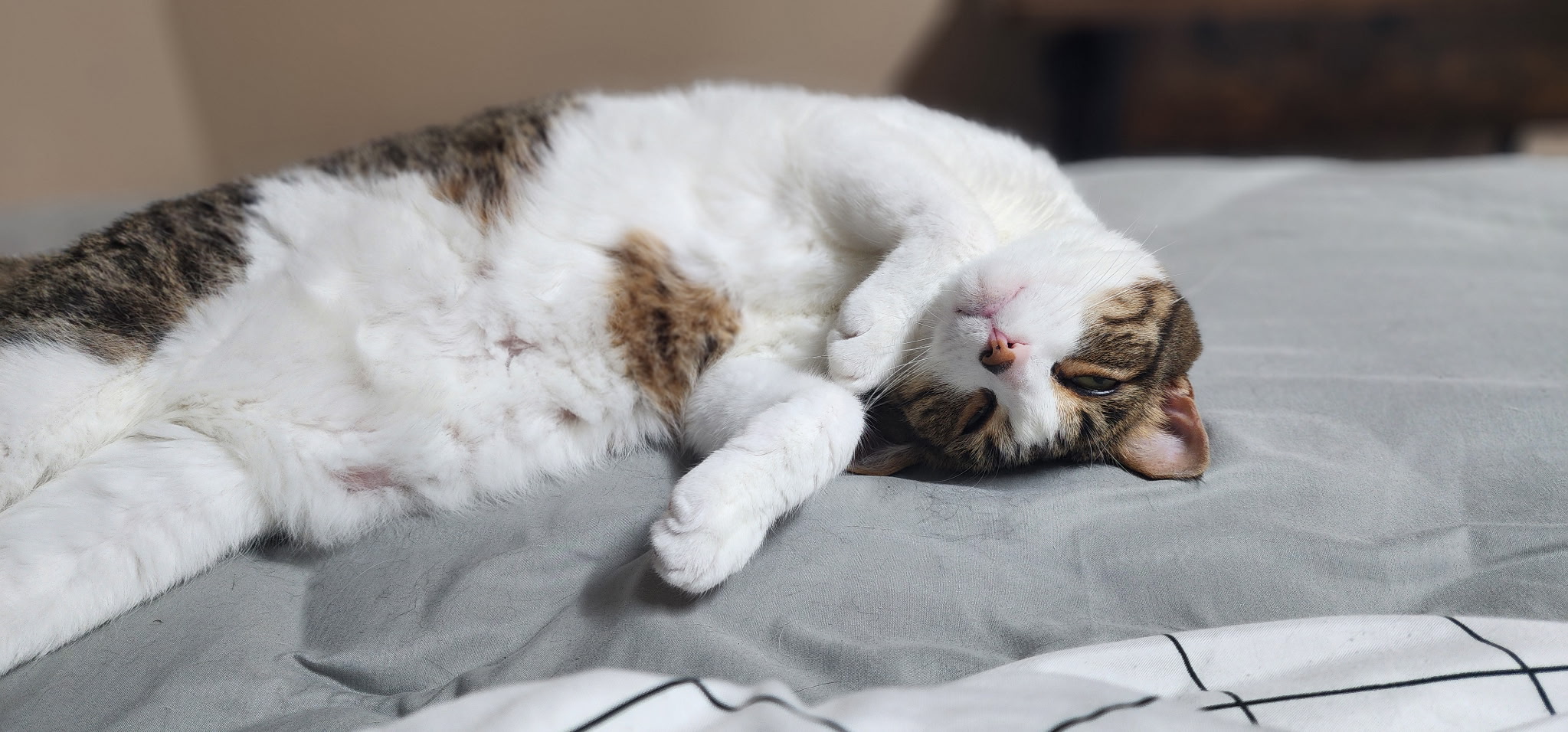 Cat laying upside down in bed relaxing