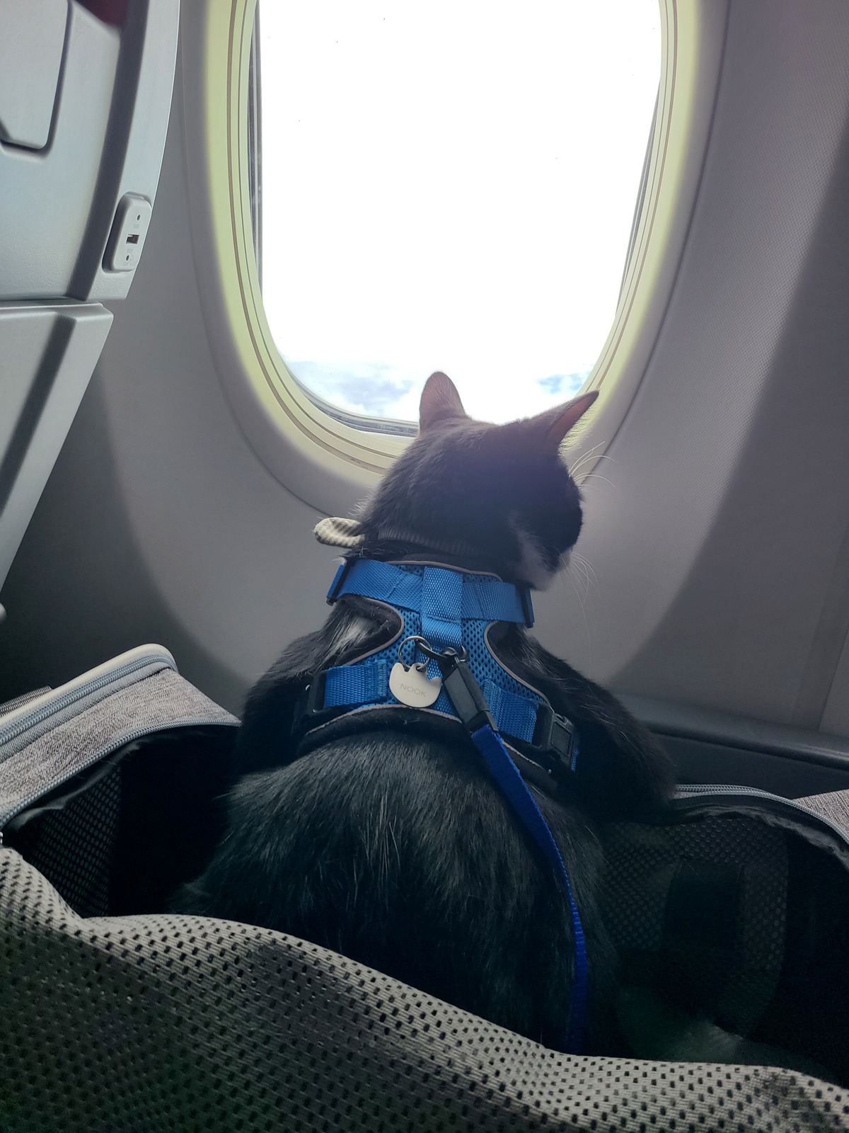 Traveling with Pet