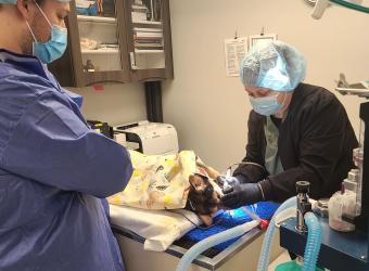 The Crucial Role of Anesthesia in Veterinary Dental Care