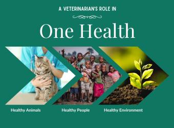 A Veterinarian&#039;s Role In The One Health Perspective