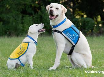 The Integral Role Service Dogs Play In People&#039;s Lives