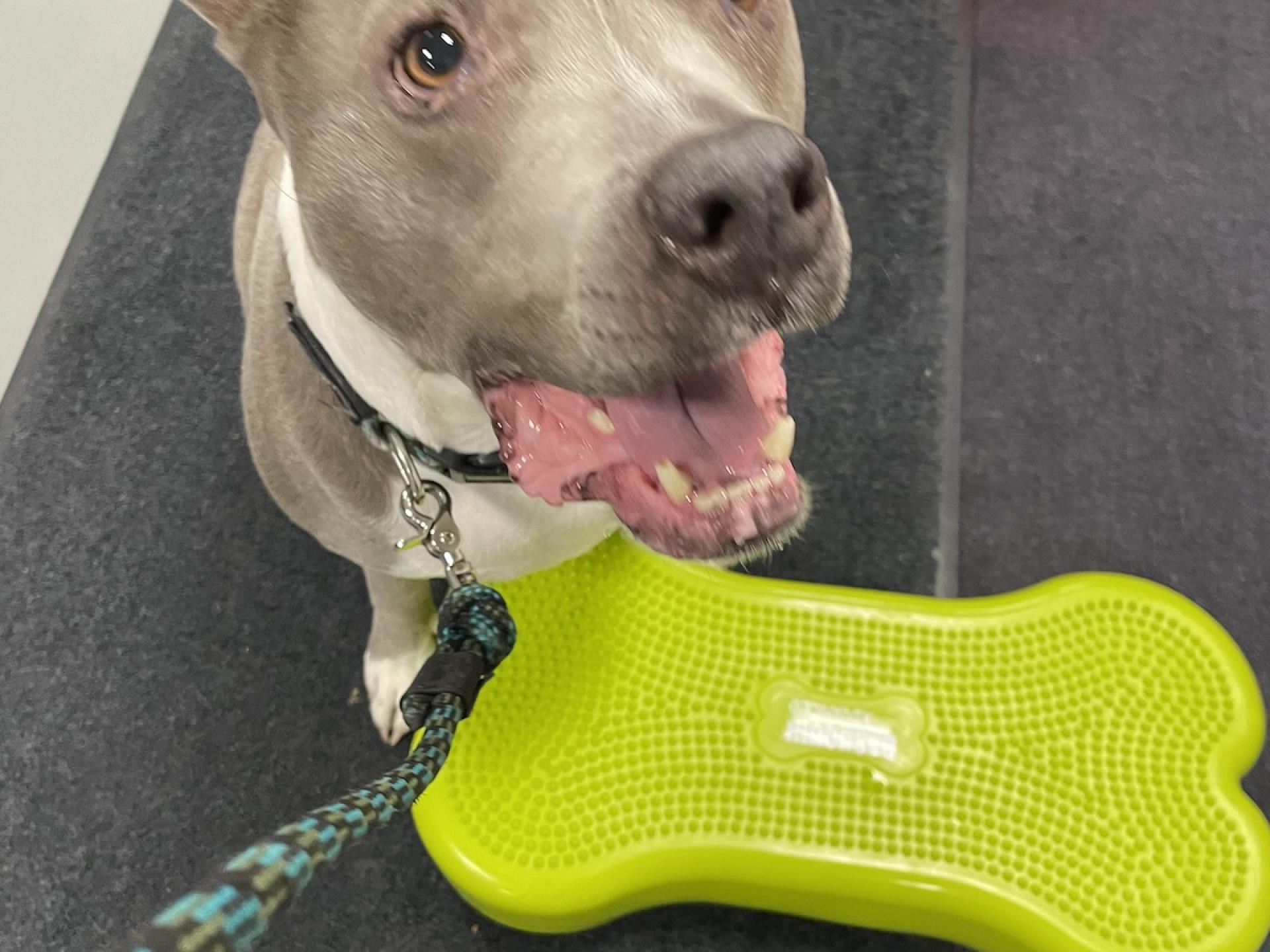 Dog with Green Bone 